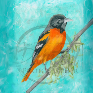 Oriole - Connie's Rice Paper